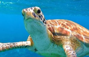 A close up of a turtle swimming in the crystal-clear waters of Andros, Bahamas.