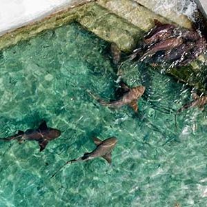 A group of sharks swimming in the water near Staniel Cay.