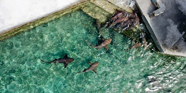 A group of sharks swimming in the water near Staniel Cay.