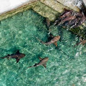 swim-with-sharks-staniel-cay