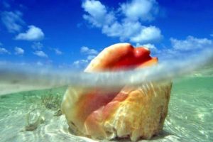 The mouth of a conch shell submerged in the water, found at Chub Cay in the Bahamas.