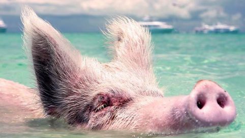 Swimming Swimming Pigs Flights to Staniel Cay Exuma Experiance