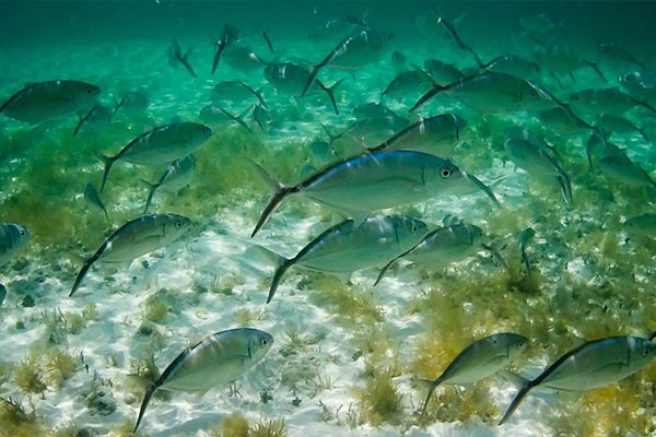 Flights to Chub Cay Blue hole