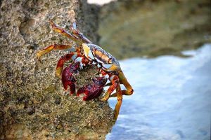 A crab is sitting on top of a rock at Chub Cay.