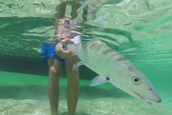 A person holding a fish in the water during their visit to Chub Cay in the Bahamas, with convenient daily flights provided by Makers Air.
