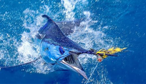 A blue marlin fish with its mouth open, commonly found near chub Cay in the Bahamas.