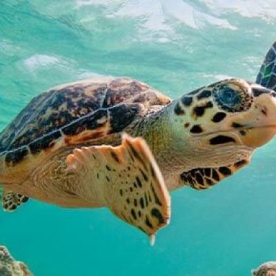 Observing a sea turtle in the Staniel Cay ocean while on your daily flight to the Bahamas.