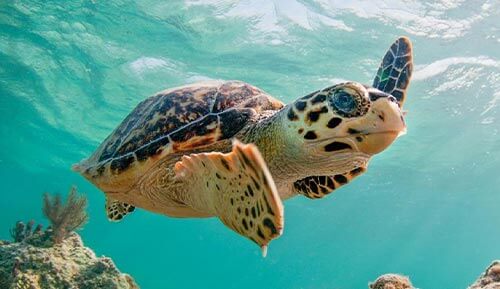 Observing a sea turtle in the Staniel Cay ocean while on your daily flight to the Bahamas.