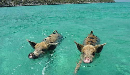 Two pigs swimming in the clear blue water near Staniel Cay in the Bahamas.