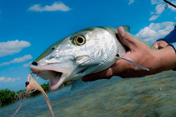 Bahamas-flights-Island-Destinations-Congo-Town08