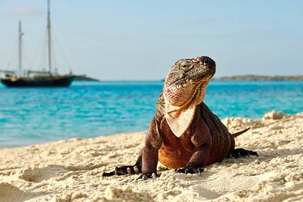 Bahamas-flights-Island-Destinations-Exuma-Cays08