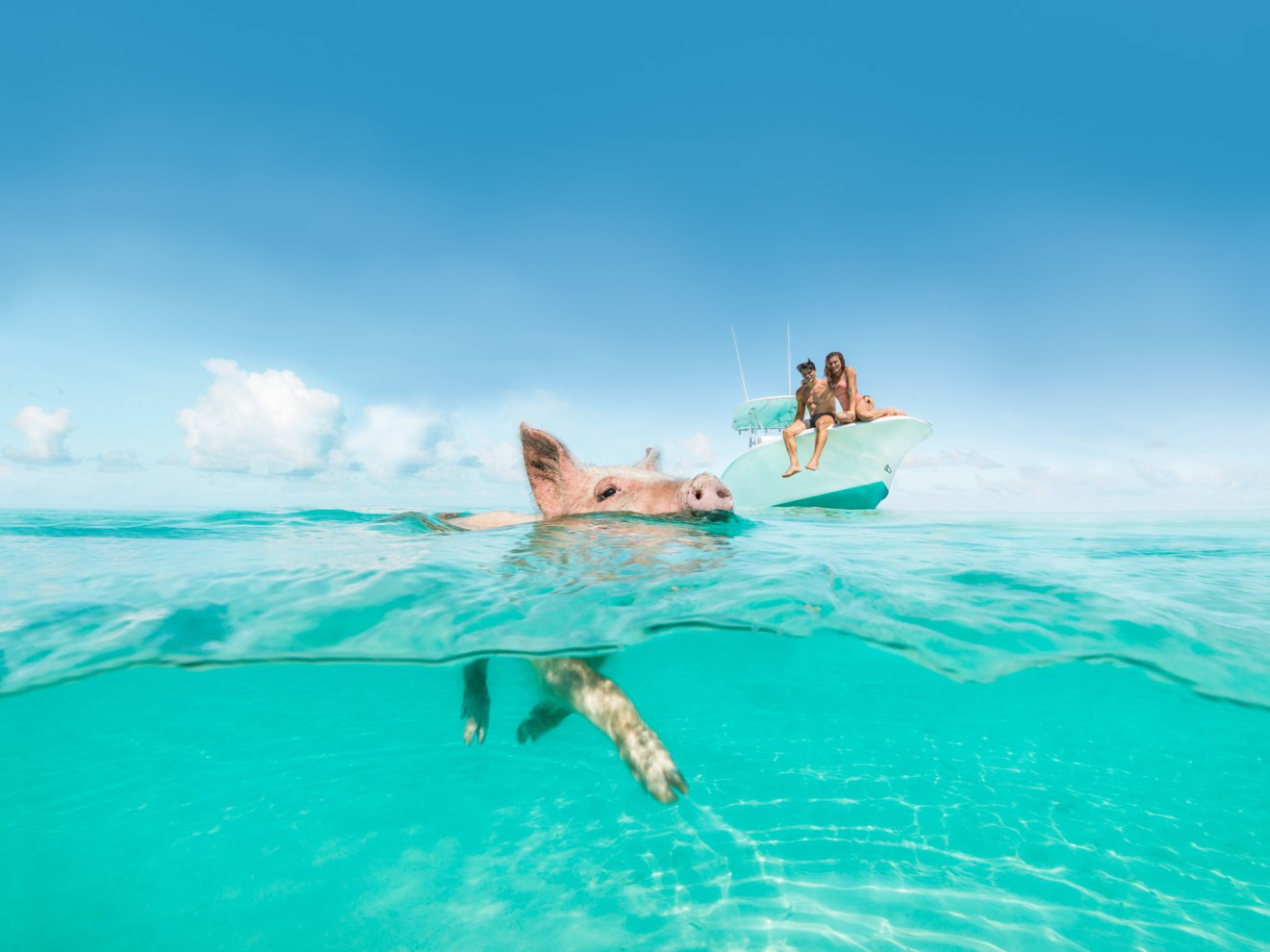 A pig swimming in clear water near a boat with two people under a blue sky.