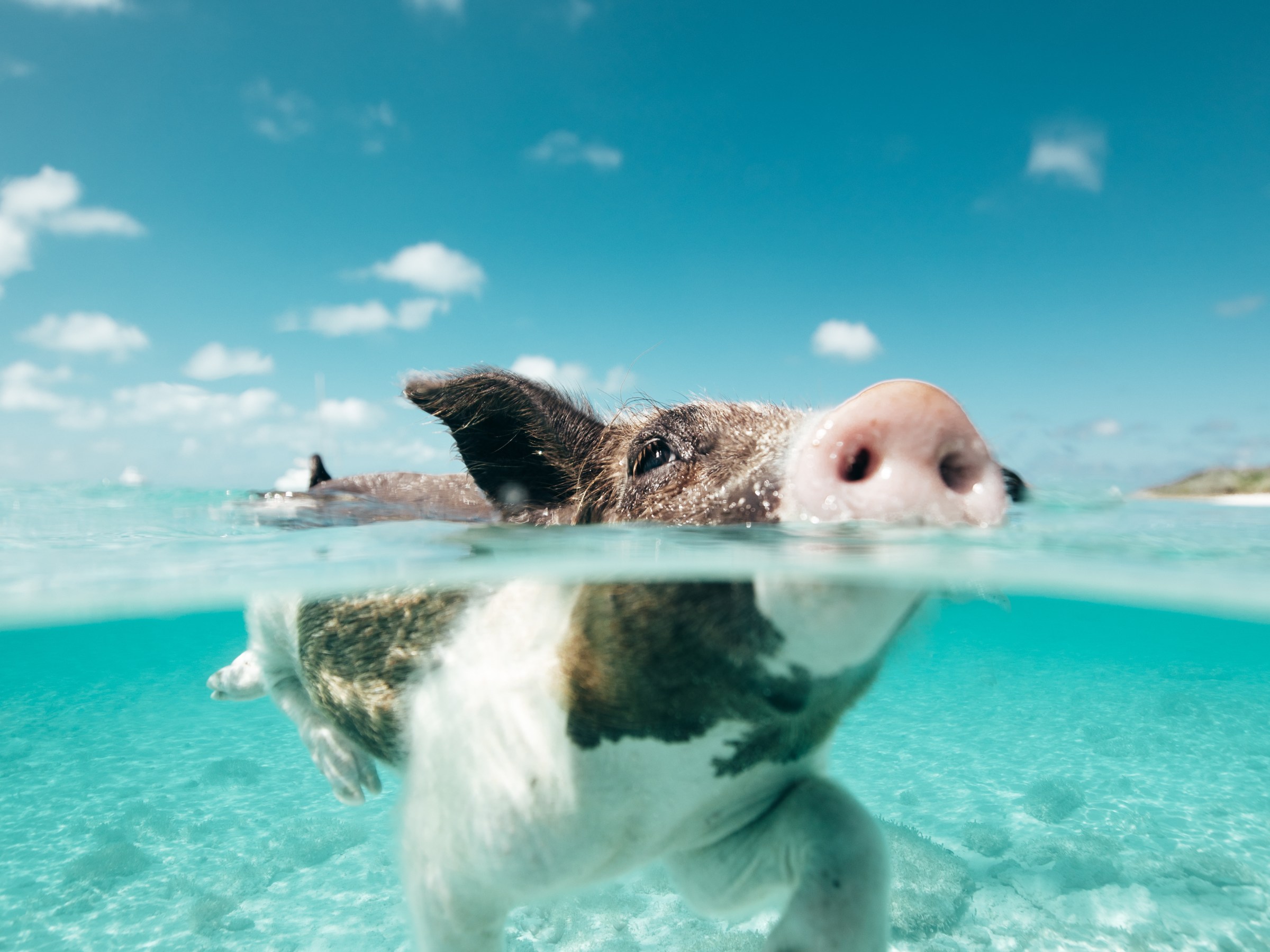 A pig swimming in clear turquoise water under a blue sky with clouds.