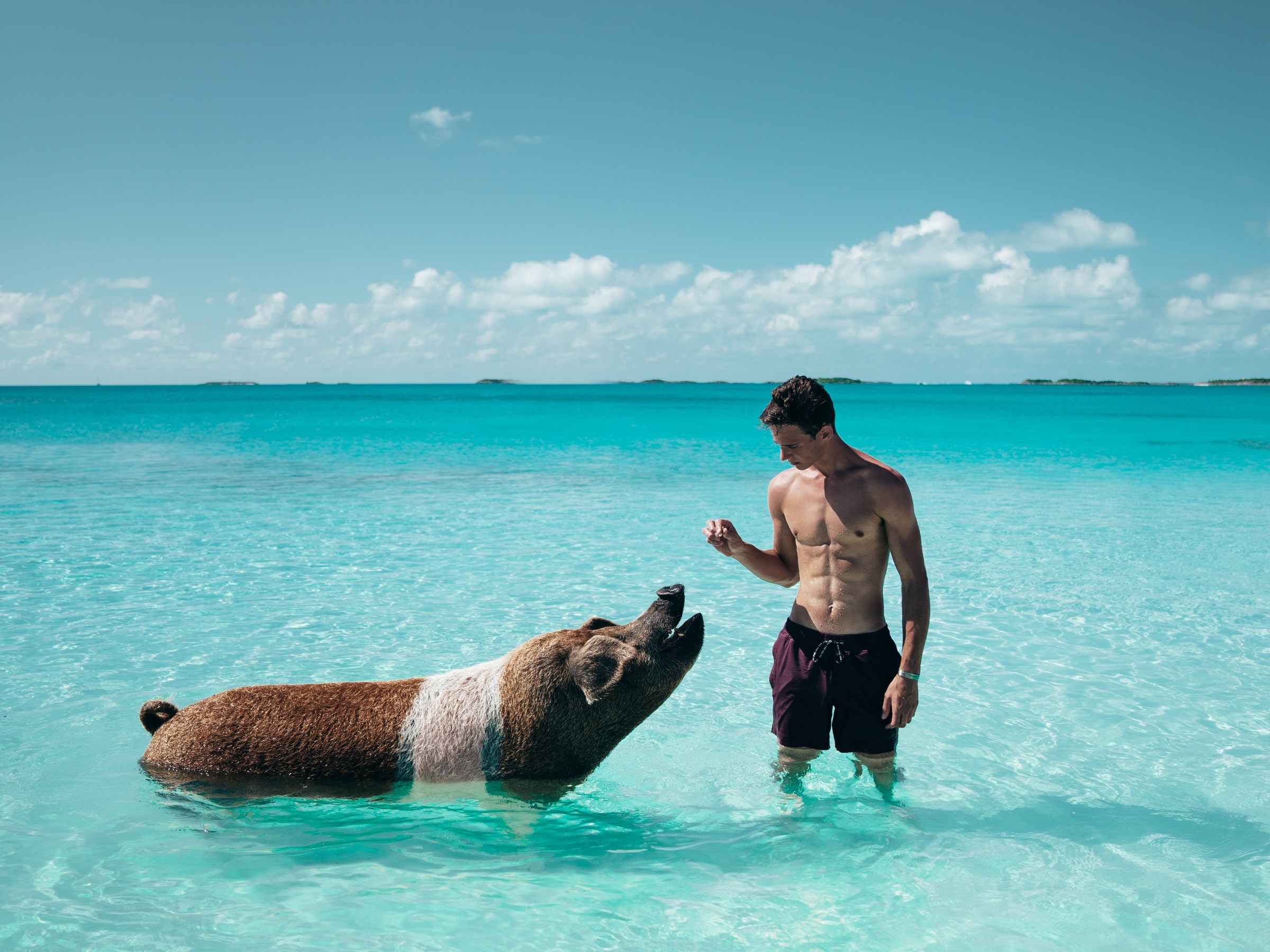 Man and pig in clear turquoise water, tropical beach with blue sky and clouds.
