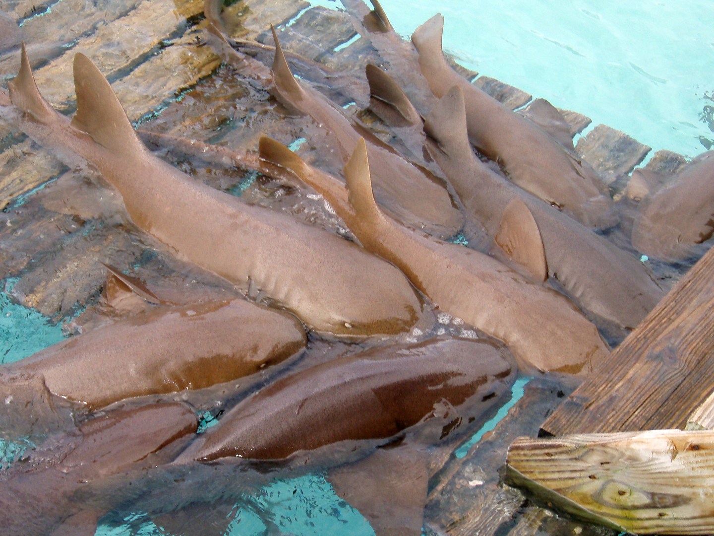 Several brown sharks crowd around a wooden dock in clear blue water.