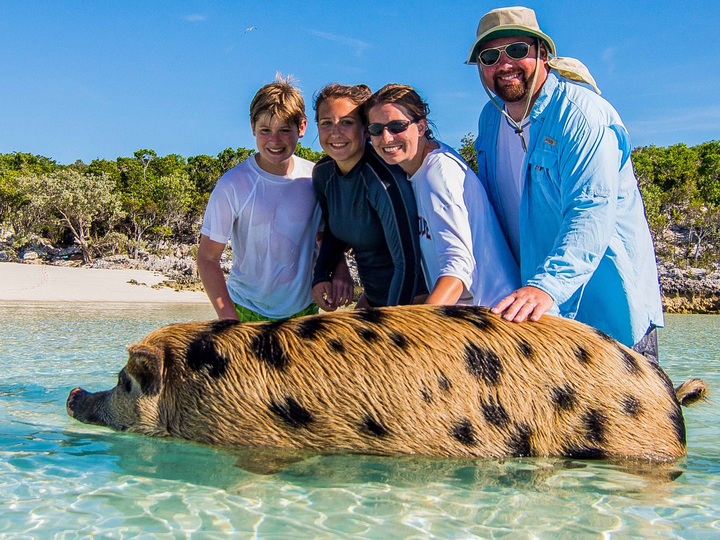 Four people smiling with a spotted pig in shallow clear water, tropical setting in the background.