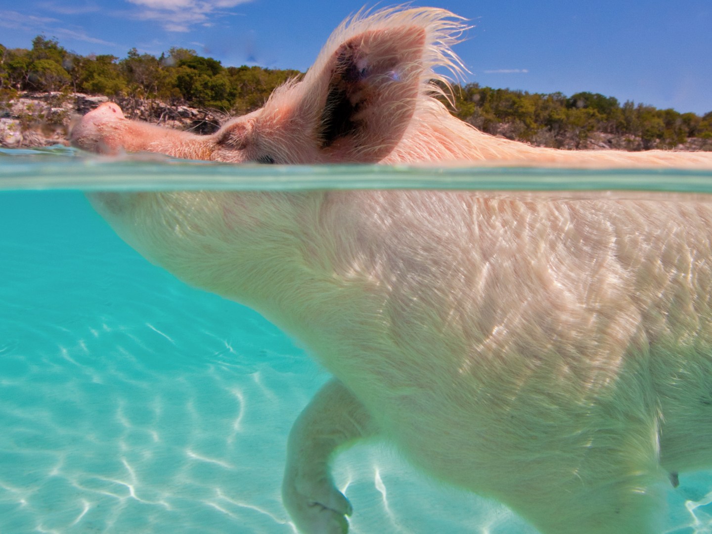 Pig swimming in clear turquoise water near a forested shoreline.