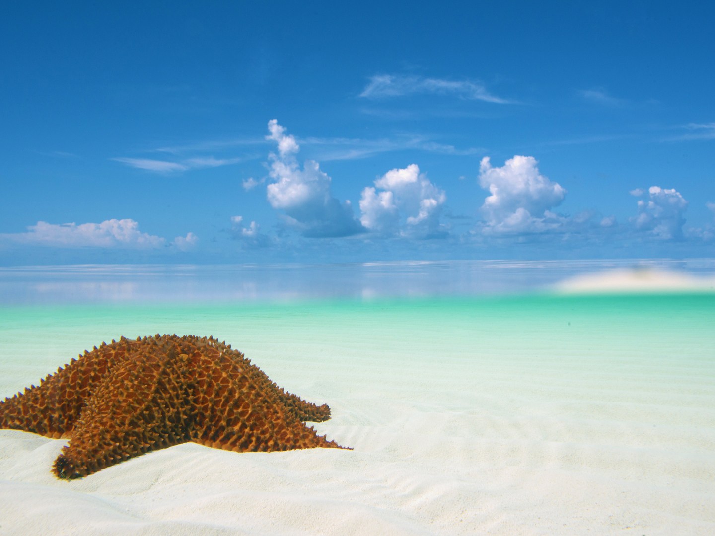 Starfish on a sandy beach with clear water and blue sky with clouds.